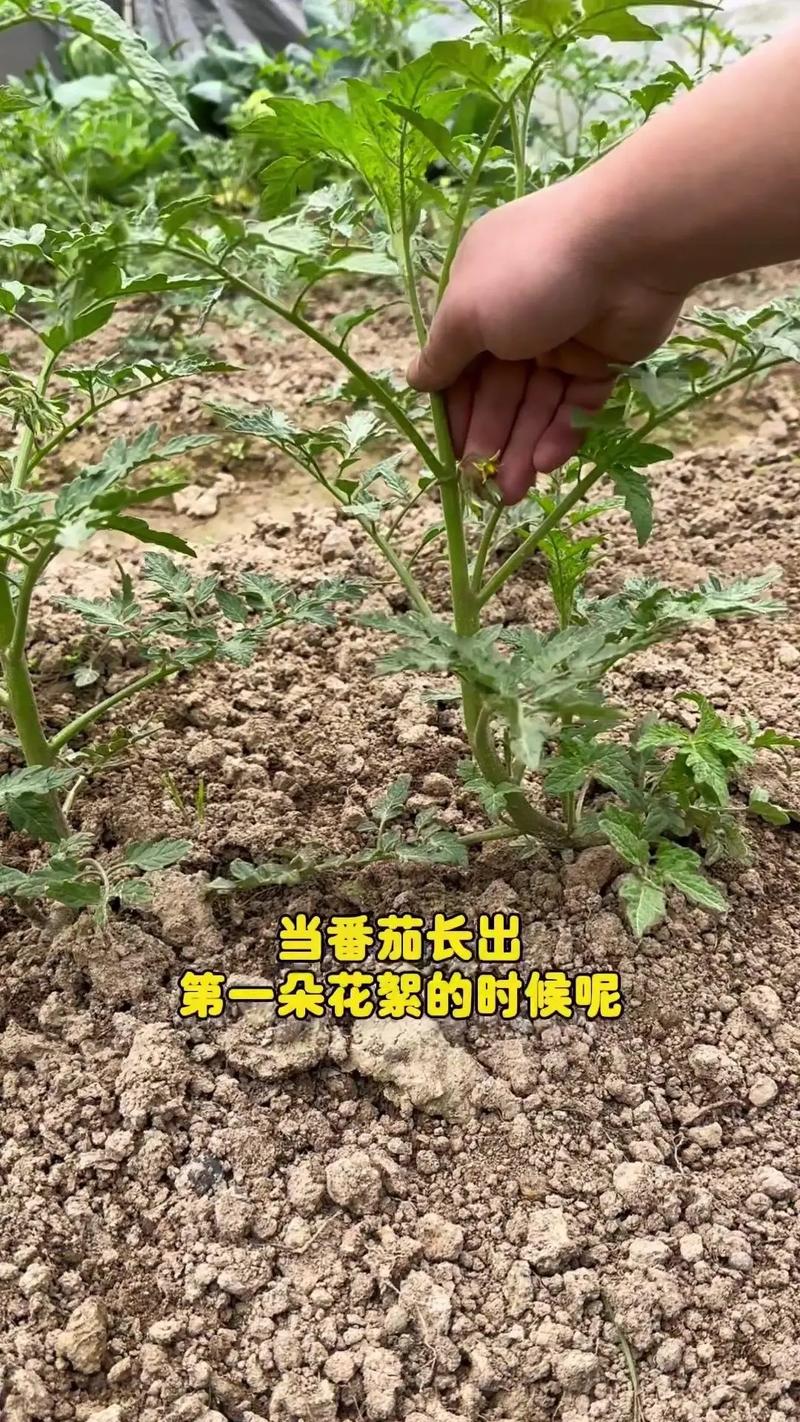 樱桃西红柿如何种植「红樱桃番茄小苗怎么种植视频」 樱桃西红柿如何种植「红樱桃番茄小苗怎么种植视频」 种植技巧