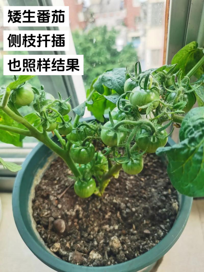 番茄种植怎么修剪「种植番茄怎么修剪花盆」 番茄种植怎么修剪「种植番茄怎么修剪花盆」 土壤施肥