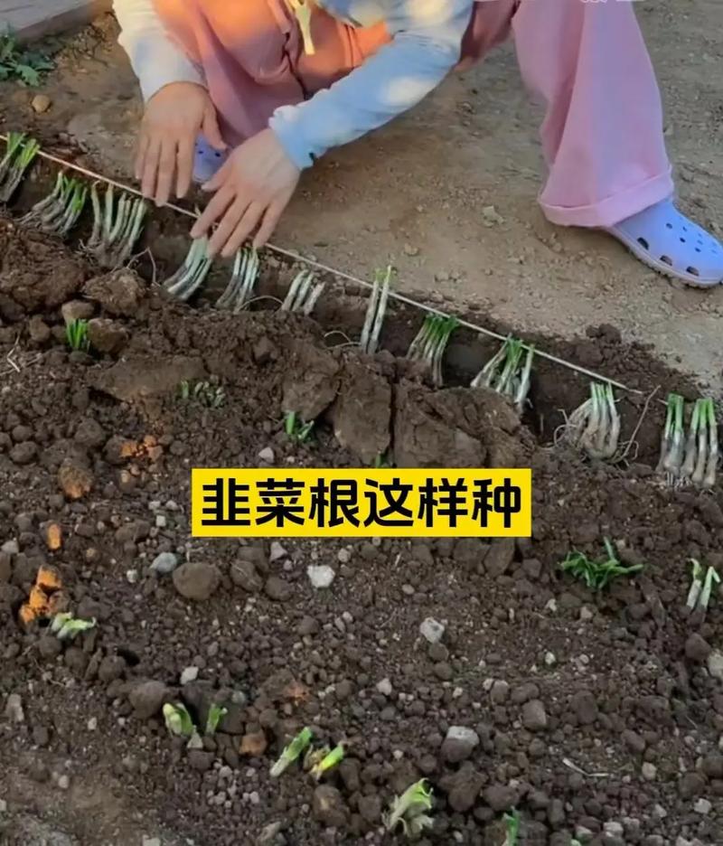 冬天韭菜根怎么种「冬天种的菜」 冬天韭菜根怎么种「冬天种的菜」 番茄病虫害防治