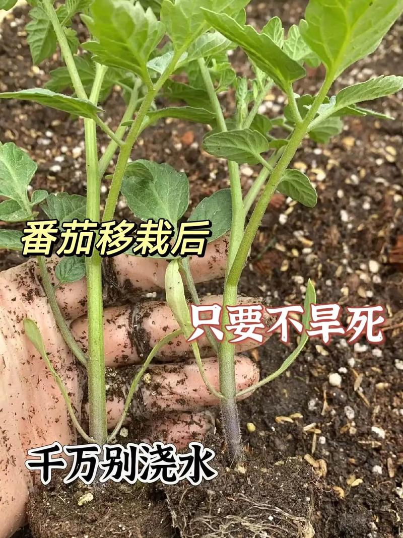番茄管理和种植方法「番茄蔬菜种植小技巧视频」 番茄管理和种植方法「番茄蔬菜种植小技巧视频」 农业常识