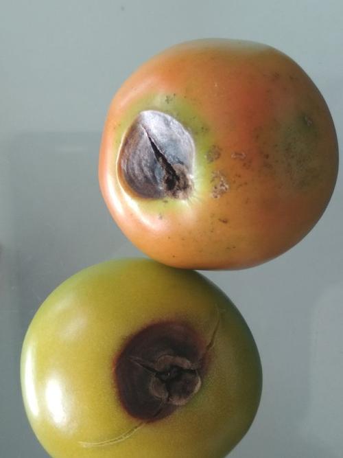 番茄腐烂用什么农药「番茄腐烂后怎么种植视频」 番茄腐烂用什么农药「番茄腐烂后怎么种植视频」 番茄病虫害防治