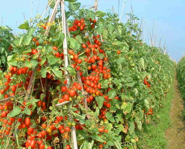 露地西红柿高垄种植方法「北方怎么种植番茄种子」 露地西红柿高垄种植方法「北方怎么种植番茄种子」 农业常识