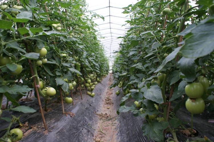 西红柿大棚里如何种植？适合什么季节「拱棚番茄怎么种植方法视频」 西红柿大棚里如何种植？适合什么季节「拱棚番茄怎么种植方法视频」 番茄病虫害防治