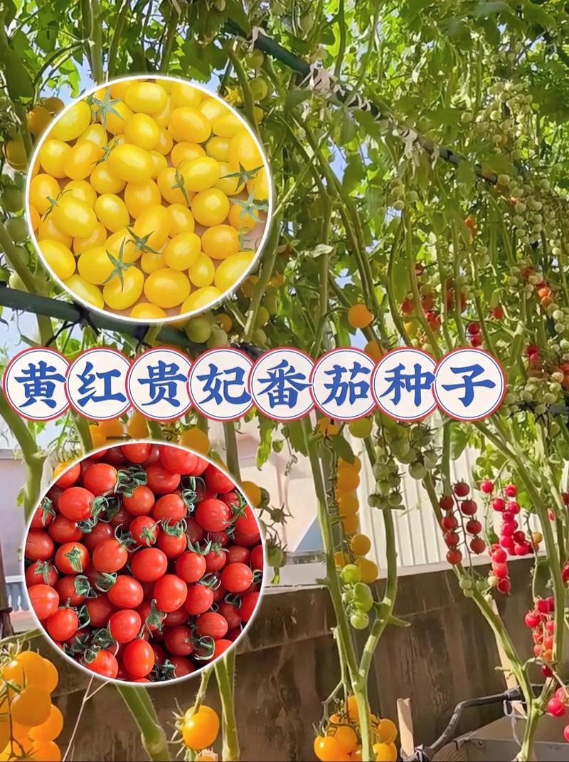 在家里种西红柿，要注意什么「在家里怎么种植番茄种子」 在家里种西红柿，要注意什么「在家里怎么种植番茄种子」 番茄种植技巧