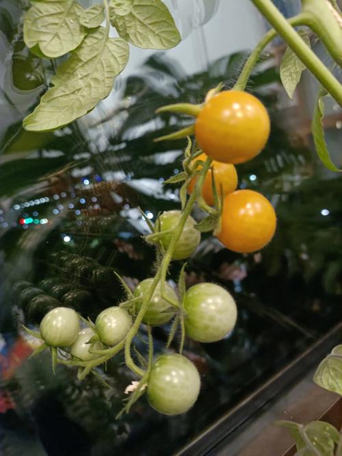 红尖椒的种植方法是什么「簇生番茄怎么种植的图片」 红尖椒的种植方法是什么「簇生番茄怎么种植的图片」 番茄病虫害防治
