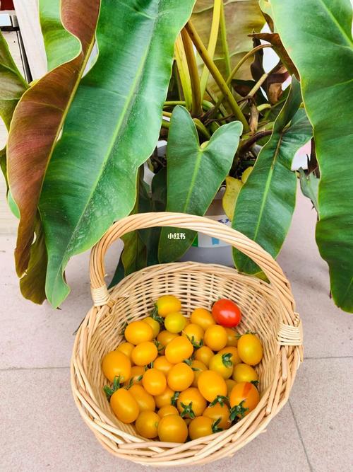 台湾台东都有哪些特色菜「金香玉小番茄怎么种植视频」 台湾台东都有哪些特色菜「金香玉小番茄怎么种植视频」 番茄种植技巧