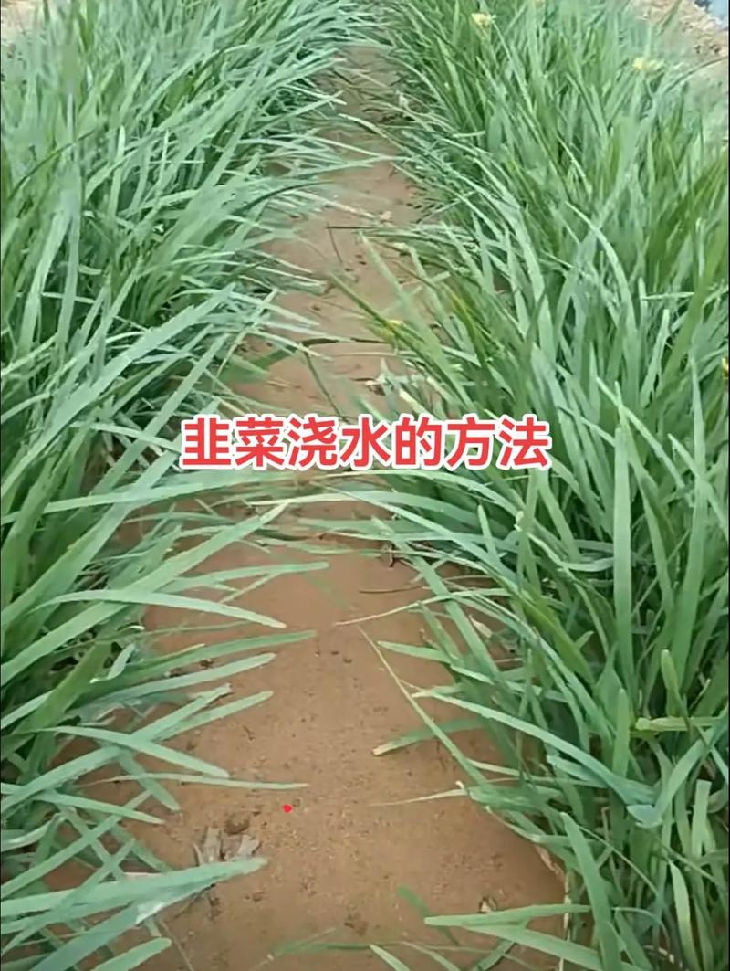 在寝室怎么保存蔬菜「宿舍蔬菜种植技巧和方法视频」 在寝室怎么保存蔬菜「宿舍蔬菜种植技巧和方法视频」 土壤施肥