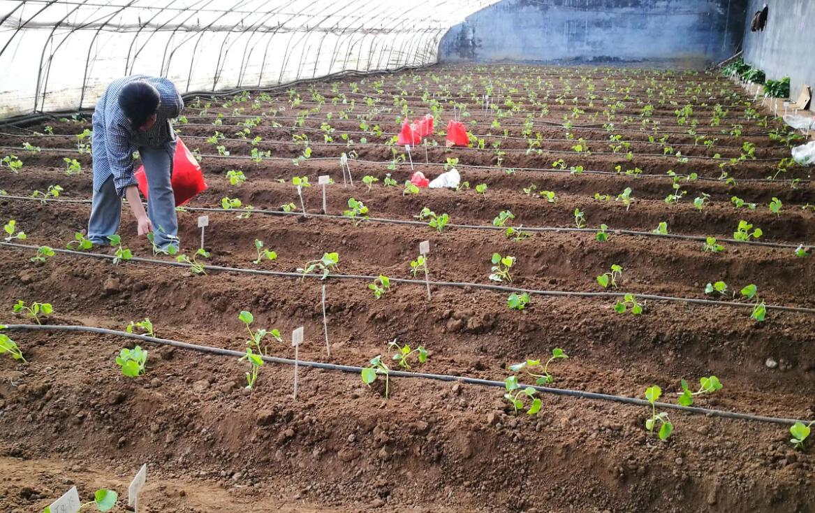 早春蔬菜陆续开始定植了。如何管理才能使农作物成活率高「早春蔬菜种植技巧和方法」 早春蔬菜陆续开始定植了。如何管理才能使农作物成活率高「早春蔬菜种植技巧和方法」 农业常识