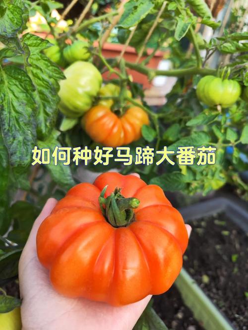 请问大家现在马蹄大西红柿能种植吗「番茄果实怎么种植视频」 请问大家现在马蹄大西红柿能种植吗「番茄果实怎么种植视频」 植物种类