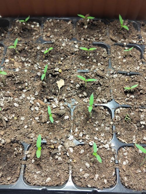 西红柿种子种植方法「番茄种子怎么盆种植好看图片」 西红柿种子种植方法「番茄种子怎么盆种植好看图片」 花朵知识