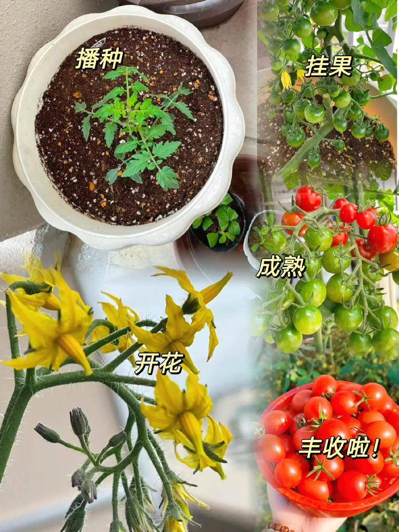 西红柿用哪种类型的盆「小番茄种植花盆怎么选购的」 番茄种植技巧 西红柿用哪种类型的盆「小番茄种植花盆怎么选购的」 西红柿用哪种类型的盆「小番茄种植花盆怎么选购的」 番茄种植技巧