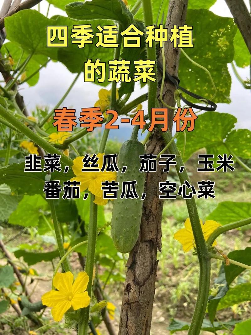 浙江四月份适合种植的蔬菜「浙江蔬菜种植技巧与方法视频」 浙江四月份适合种植的蔬菜「浙江蔬菜种植技巧与方法视频」 花朵知识