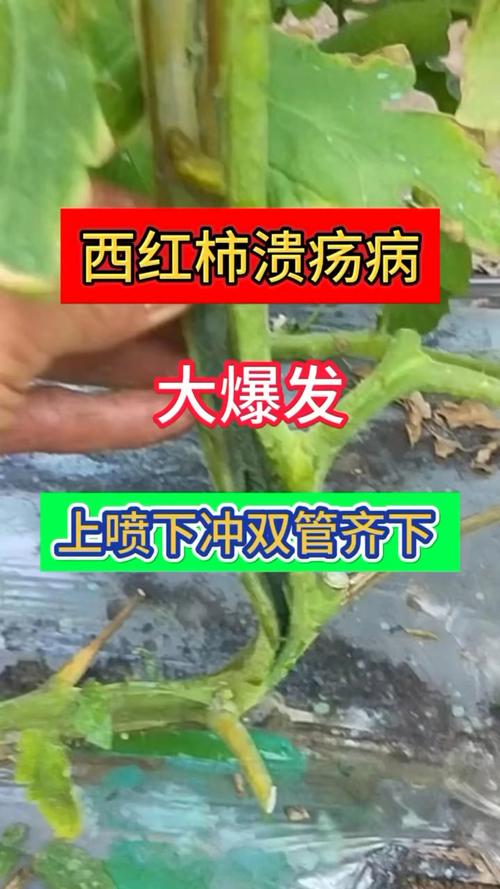 番茄种植，溃疡病传播快，危害大，难以控制，该如何进行防治呢「番茄溃疡病的防治」 番茄种植，溃疡病传播快，危害大，难以控制，该如何进行防治呢「番茄溃疡病的防治」 番茄病虫害防治