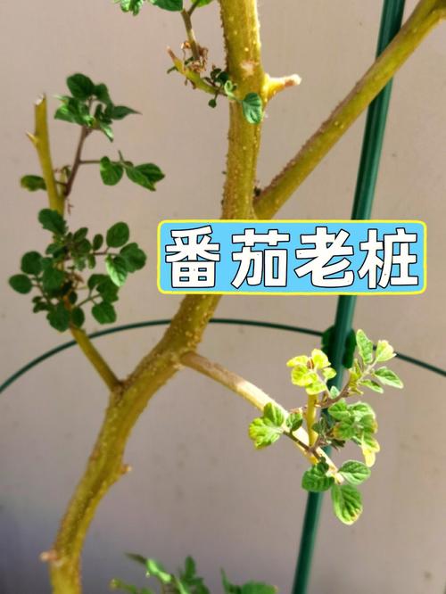 甜百万樱桃番茄种植方法「甜番茄怎么种植方法」 甜百万樱桃番茄种植方法「甜番茄怎么种植方法」 农业常识