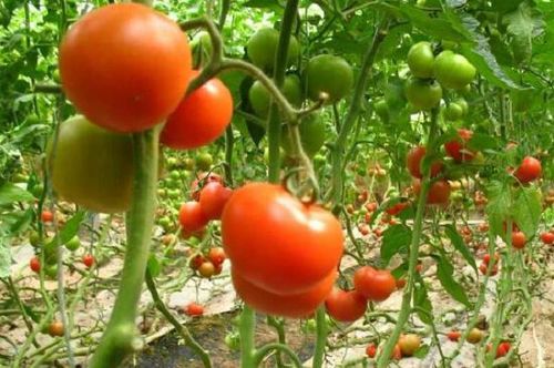 西红柿和什么菜共生种植最好「番茄菠菜怎么种植方法」 西红柿和什么菜共生种植最好「番茄菠菜怎么种植方法」 花朵知识