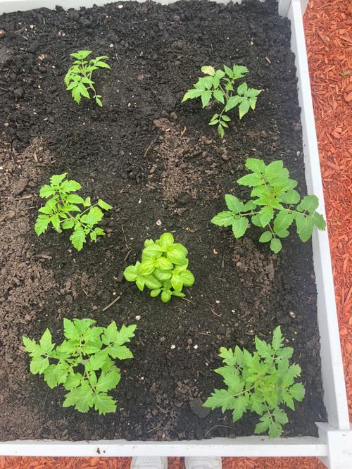 给西红柿施腐熟尿肥一天什么时候好「小番茄苗苗怎么种植视频」 给西红柿施腐熟尿肥一天什么时候好「小番茄苗苗怎么种植视频」 番茄种植技巧