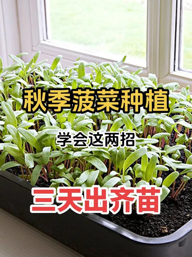 新疆过冬菠菜啥时候播种「新疆蔬菜种植技巧和方法」 新疆过冬菠菜啥时候播种「新疆蔬菜种植技巧和方法」 农业常识
