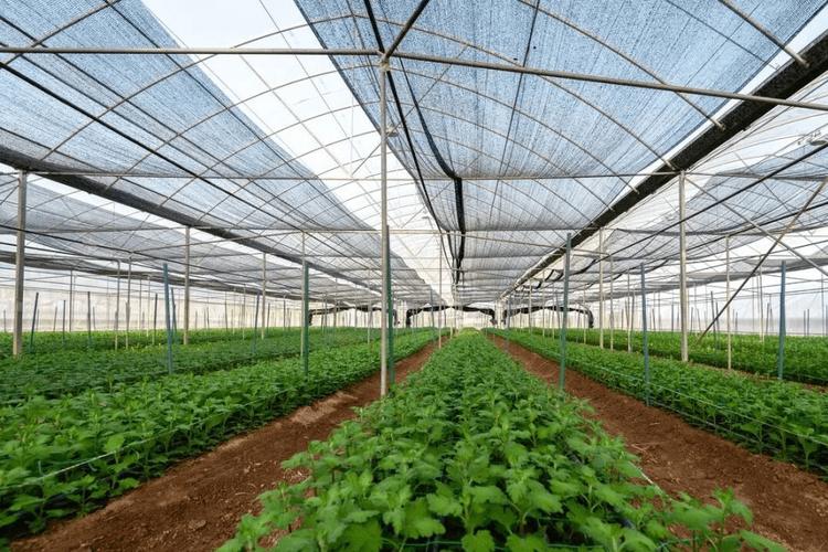 大棚番茄高效栽培技术「种植番茄大棚怎么建造好呢」 大棚番茄高效栽培技术「种植番茄大棚怎么建造好呢」 植物种类