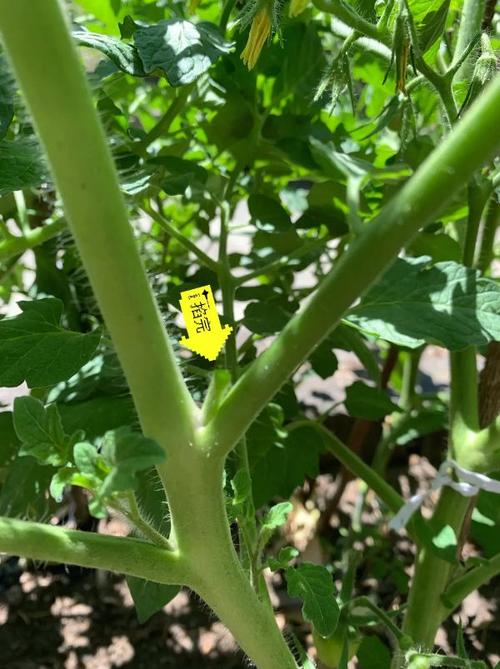 番茄畅听视频是怎么弄出来的「种植番茄怎么开叉子视频教程」 番茄畅听视频是怎么弄出来的「种植番茄怎么开叉子视频教程」 植物种类