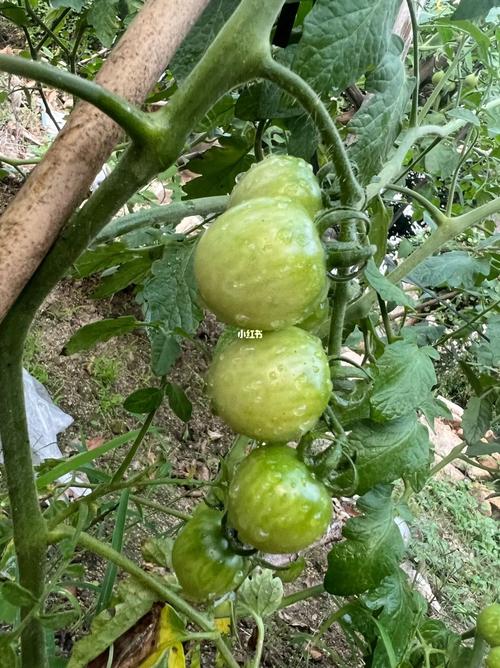 番茄小说的介绍视频怎么申请「大番茄怎么整枝种植视频教程」 番茄小说的介绍视频怎么申请「大番茄怎么整枝种植视频教程」 番茄种植技巧