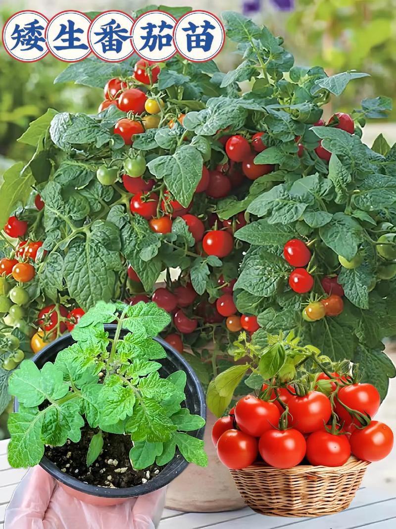 太空行动如何获得番茄头「太空农场番茄怎么种植视频」 太空行动如何获得番茄头「太空农场番茄怎么种植视频」 种植技巧