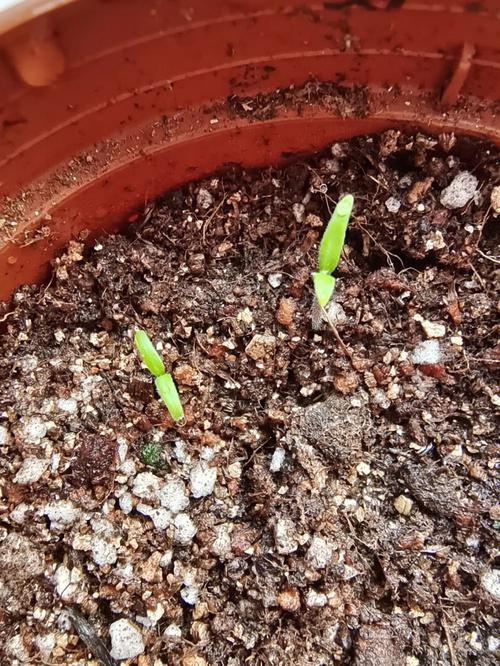 番茄发芽后怎么种「番茄发芽之后怎么种植的视频」 番茄发芽后怎么种「番茄发芽之后怎么种植的视频」 番茄种植技巧