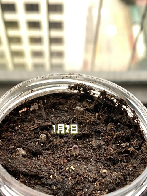 千禧小番茄怎么育苗「怎么快速种植番茄小苗视频」 千禧小番茄怎么育苗「怎么快速种植番茄小苗视频」 农业常识