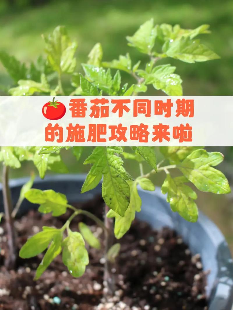 西红柿怎样施肥与管理「番茄怎么种植施肥视频」 西红柿怎样施肥与管理「番茄怎么种植施肥视频」 番茄种植技巧