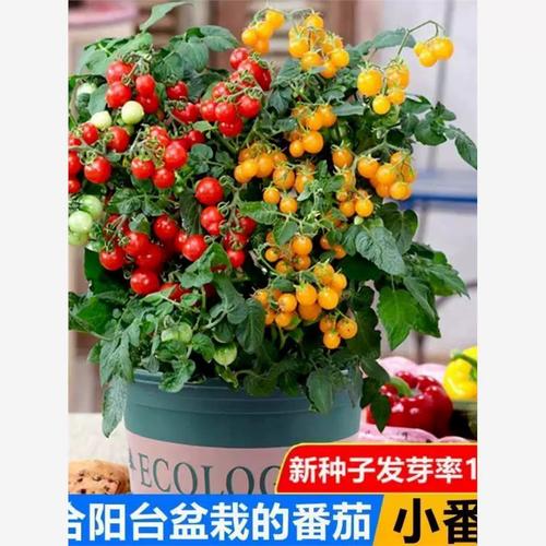 阳台种圣女果的方法「矮番茄籽怎么种植视频」 阳台种圣女果的方法「矮番茄籽怎么种植视频」 植物种类
