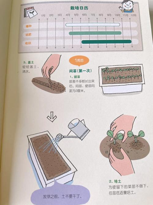 上海青怎么种，阳台种菜盆栽种植方法「居家蔬菜种植技巧和方法视频」 上海青怎么种，阳台种菜盆栽种植方法「居家蔬菜种植技巧和方法视频」 花朵知识