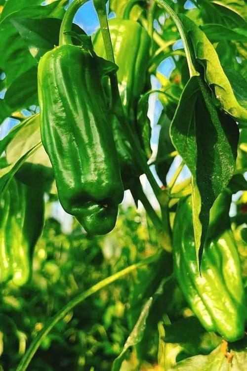 广东夏天种什么菜广东夏天种什么菜「南方夏天怎么种植番茄呢」 广东夏天种什么菜广东夏天种什么菜「南方夏天怎么种植番茄呢」 番茄病虫害防治