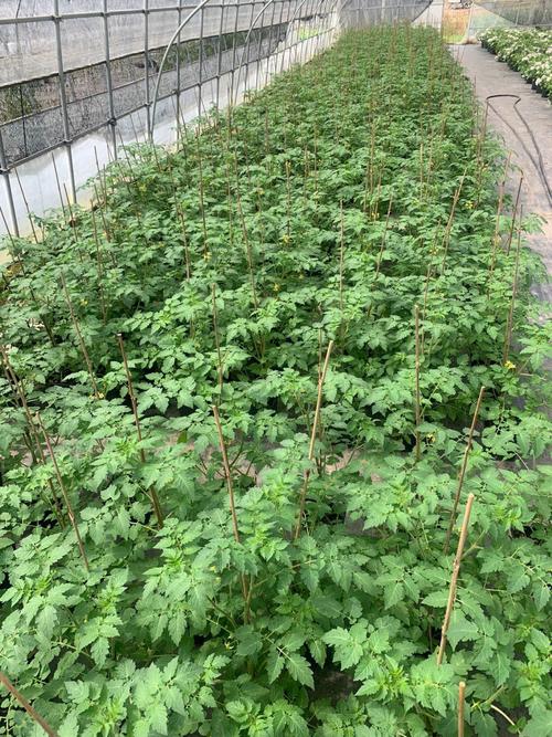 香槟樱桃番茄种子种植方法「黄樱桃番茄树苗怎么种植视频」 香槟樱桃番茄种子种植方法「黄樱桃番茄树苗怎么种植视频」 土壤施肥