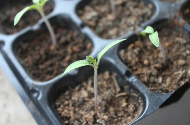 最低几度菜苗怕冻「番茄苗怎样种」 最低几度菜苗怕冻「番茄苗怎样种」 农业常识