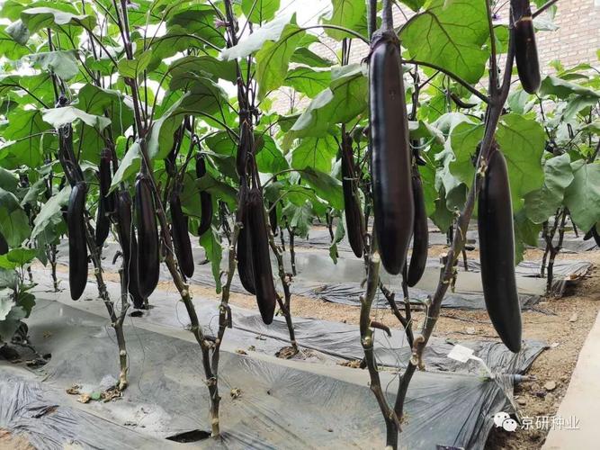 种植茄子要高产，合理的整枝摘叶是必不可少的，茄子如何摘叶呢「红满园番茄种子怎么种植视频」 种植茄子要高产，合理的整枝摘叶是必不可少的，茄子如何摘叶呢「红满园番茄种子怎么种植视频」 番茄病虫害防治