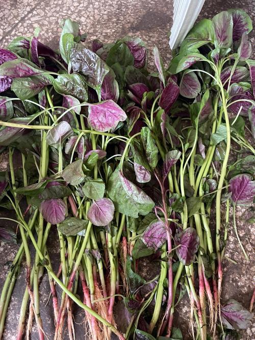 旱菜种植技术与管理「蔬菜种植时的管理技巧有哪些」 旱菜种植技术与管理「蔬菜种植时的管理技巧有哪些」 土壤施肥