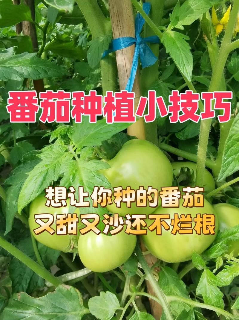 番茄的栽培技术和管理「想吃番茄怎么种植呢视频」 番茄的栽培技术和管理「想吃番茄怎么种植呢视频」 番茄种植技巧