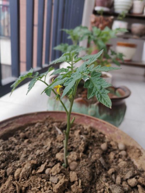 我的世界番茄辣椒怎么种「番茄辣椒树苗怎么种植的视频」 我的世界番茄辣椒怎么种「番茄辣椒树苗怎么种植的视频」 番茄病虫害防治