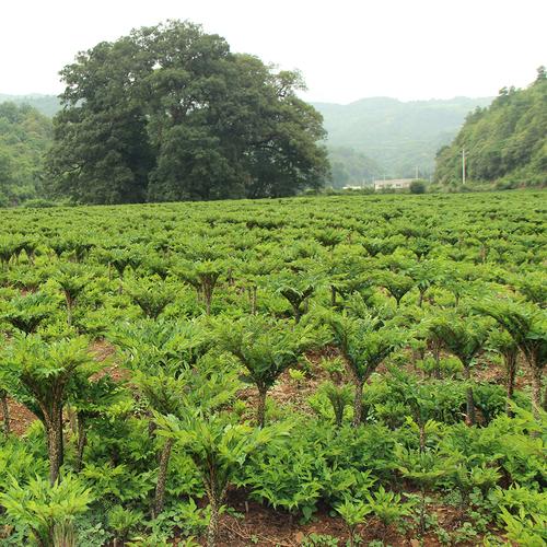 种西瓜的地，可以种魔芋吗「魔芋怎么种植番茄苗子视频」 种西瓜的地，可以种魔芋吗「魔芋怎么种植番茄苗子视频」 番茄病虫害防治