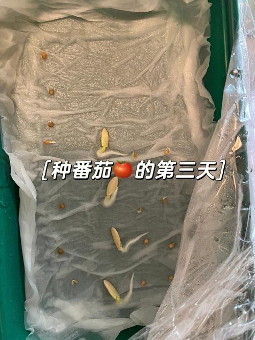 茄花蛋的家常做法「金色番茄种子怎么种植视频」 茄花蛋的家常做法「金色番茄种子怎么种植视频」 种植技巧
