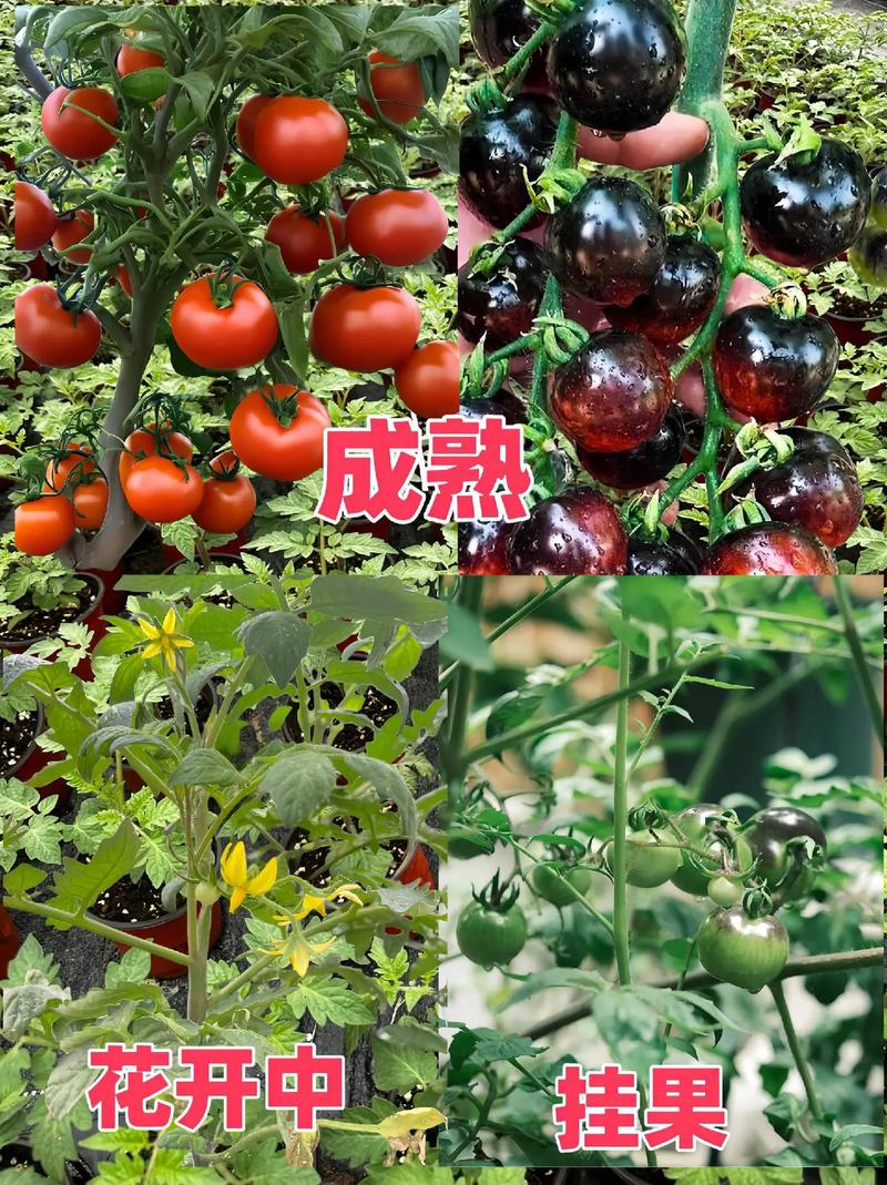 黑珍珠番茄如何在家盆栽种植「黑小番茄怎么种植方法」 黑珍珠番茄如何在家盆栽种植「黑小番茄怎么种植方法」 土壤施肥