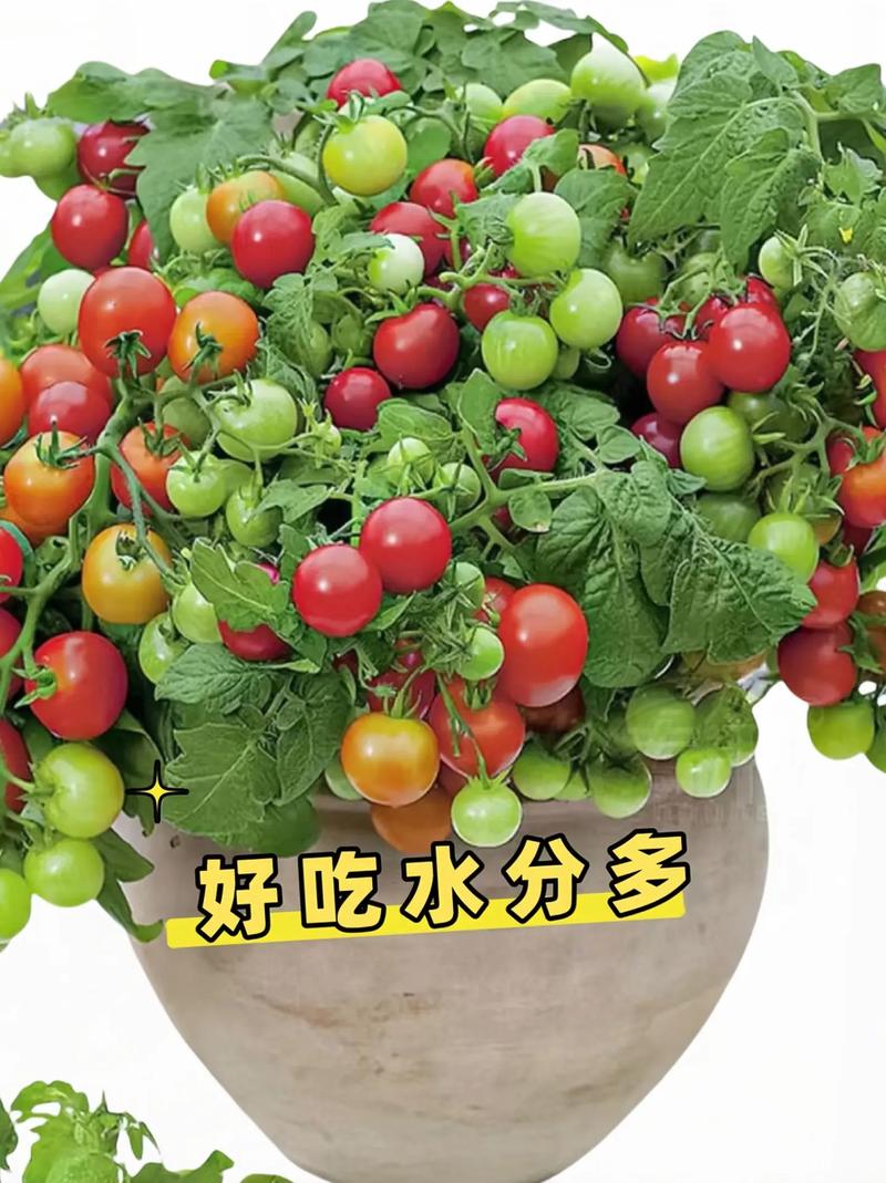 种植蔬菜有什么方式？有什么办法可以让蔬菜产量高「怎么种植矮杆番茄视频」 种植蔬菜有什么方式？有什么办法可以让蔬菜产量高「怎么种植矮杆番茄视频」 农业常识