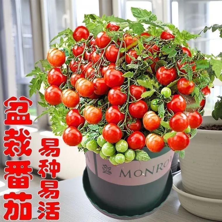 60cm矮生番茄用多大盆「矮生盆栽番茄怎么种植视频」 土壤施肥 60cm矮生番茄用多大盆「矮生盆栽番茄怎么种植视频」 60cm矮生番茄用多大盆「矮生盆栽番茄怎么种植视频」 土壤施肥