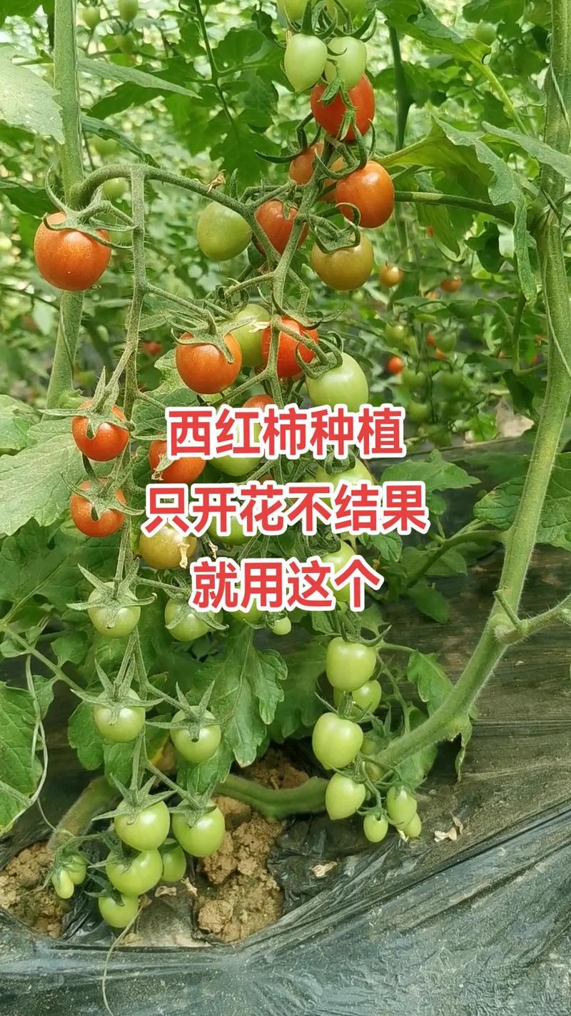 西红柿不结果只开花要剪掉花蕊「番茄种植地怎么整枝条呢」 西红柿不结果只开花要剪掉花蕊「番茄种植地怎么整枝条呢」 植物种类