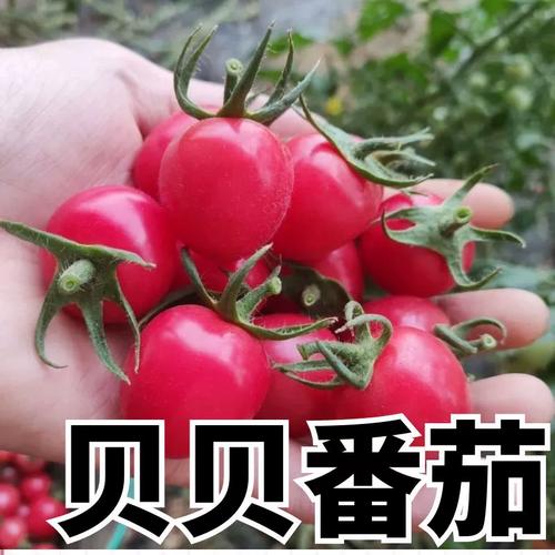 寿光贝贝西红柿怎么收「寿光小番茄苗子怎么种植的」 寿光贝贝西红柿怎么收「寿光小番茄苗子怎么种植的」 土壤施肥