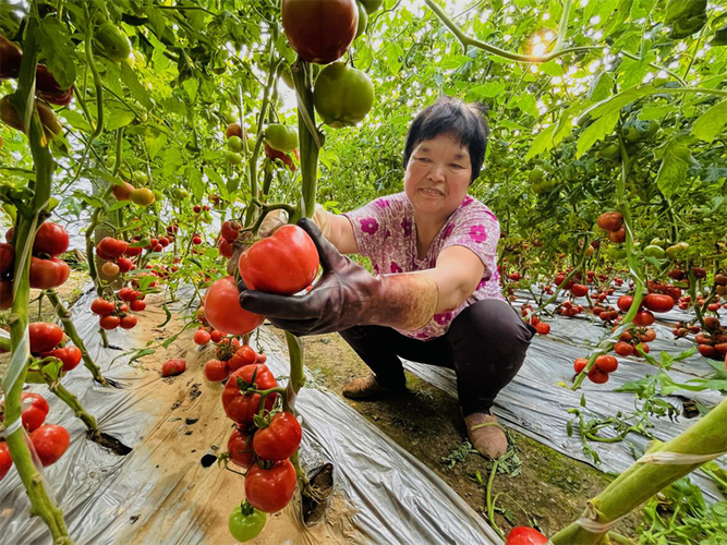 格瑞斯100番茄采收机最新机型介绍「大棚番茄种植机怎么用视频」 番茄种植技巧 格瑞斯100番茄采收机最新机型介绍「大棚番茄种植机怎么用视频」 格瑞斯100番茄采收机最新机型介绍「大棚番茄种植机怎么用视频」 番茄种植技巧