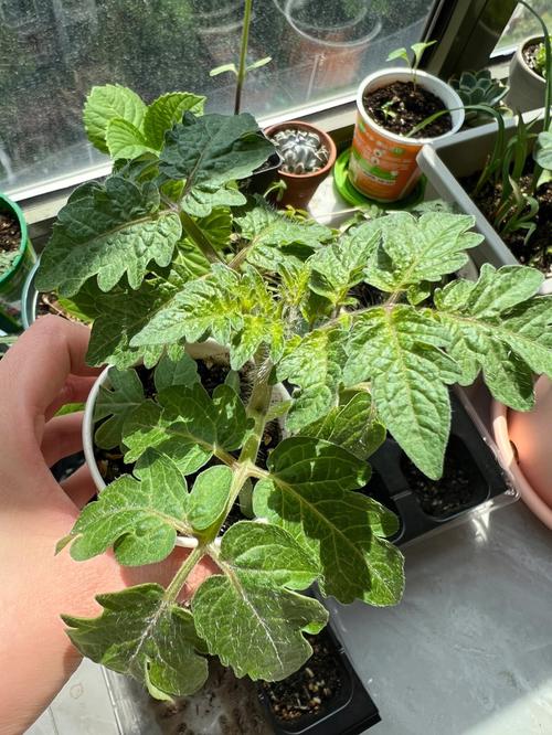 樱桃番茄是怎么种植的？该如何管理「怎样种植水果番茄」 樱桃番茄是怎么种植的？该如何管理「怎样种植水果番茄」 农业常识