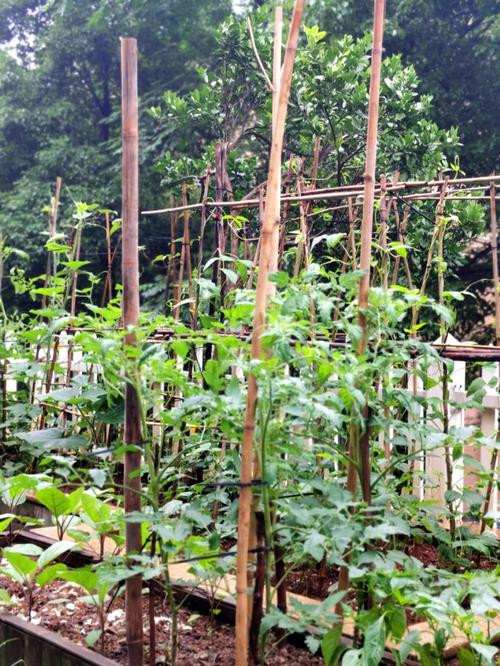 夏茬番茄遇见多雨天气怎么管理产量能高「夏天番茄苗怎么种植的视频」 夏茬番茄遇见多雨天气怎么管理产量能高「夏天番茄苗怎么种植的视频」 农业常识