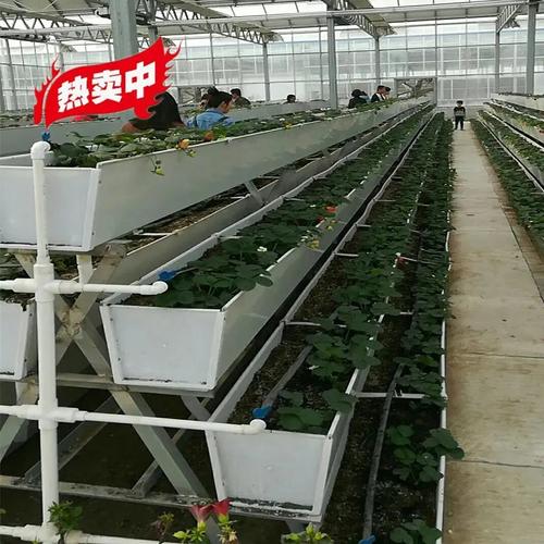 大棚草莓柿子种植技术「草莓葡萄小番茄怎么种植视频」 大棚草莓柿子种植技术「草莓葡萄小番茄怎么种植视频」 农业常识