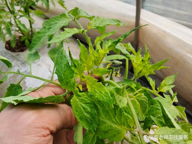 西红柿怎么种才结的大又多「番茄种植怎么打顶视频教程」 西红柿怎么种才结的大又多「番茄种植怎么打顶视频教程」 番茄种植技巧