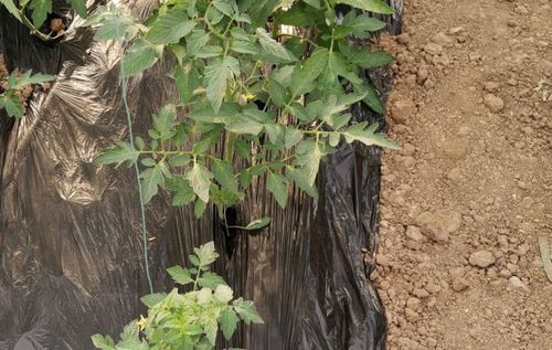 大棚小西红柿苗子弱根系不好怎么办「番茄根系差怎么种植视频」 大棚小西红柿苗子弱根系不好怎么办「番茄根系差怎么种植视频」 土壤施肥